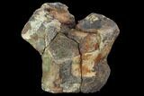 Bargain, Edmontosaurus (Hadrosaur) Vertebra - Montana #100909-3